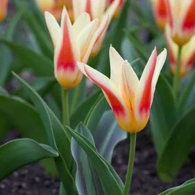 Johann Strauss Tulip (Tulipa Johann Strauss) Hero Img